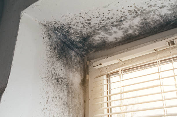 Affordable Mold Inspection And Testing solutions in Richwood, TX
