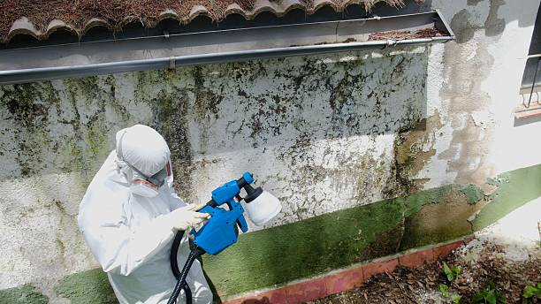 Top rated local Mold Inspection And Testing specialists in Richwood, TX